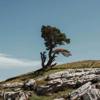 Bonsai iPhone wallpaper