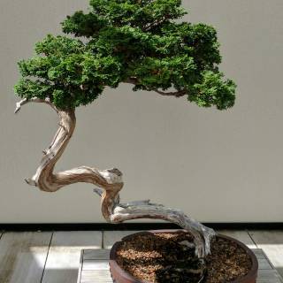 Bonsai iPhone wallpaper