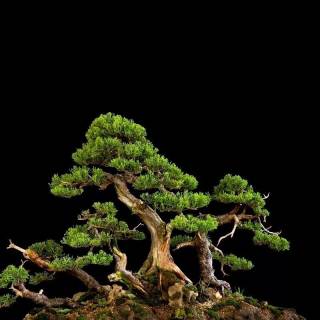 Bonsai iPhone wallpaper