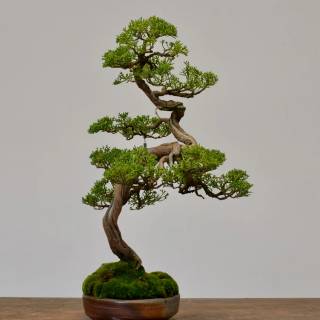 Bonsai iPhone wallpaper