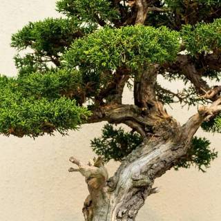 Bonsai iPhone wallpaper