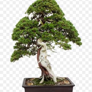 Bonsai iPhone wallpaper