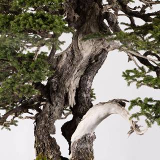 Bonsai iPhone wallpaper