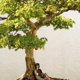 Bonsai iPhone wallpaper