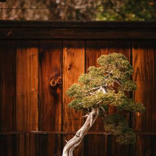 Bonsai iPhone wallpaper