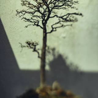 Bonsai iPhone wallpaper