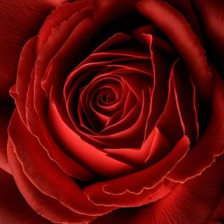 Red flower 4k wallpaper