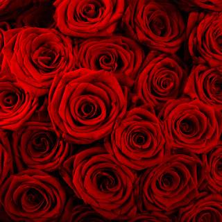 Red flower 4k wallpaper