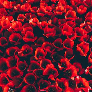 Red flower 4k wallpaper