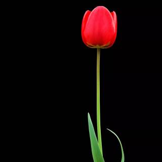 Red flower 4k wallpaper