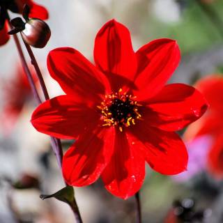 Red flower 4k wallpaper