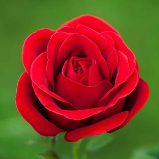 Red flower 4k wallpaper