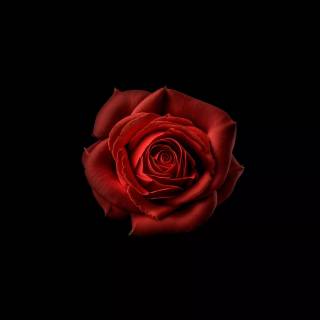 Red flower 4k wallpaper