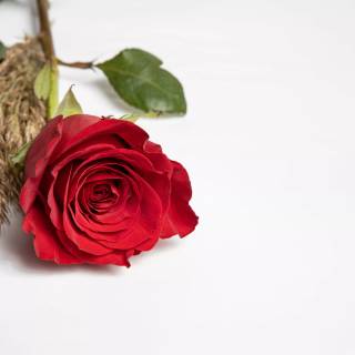 Red flower 4k wallpaper