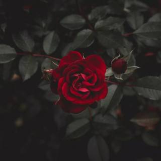 Red flower 4k wallpaper