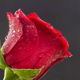 Red flower 4k wallpaper