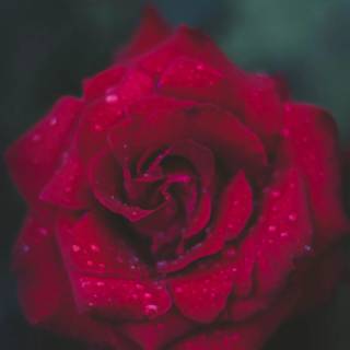 Red flower 4k wallpaper