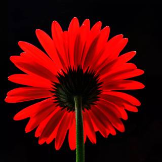 Red flower 4k wallpaper