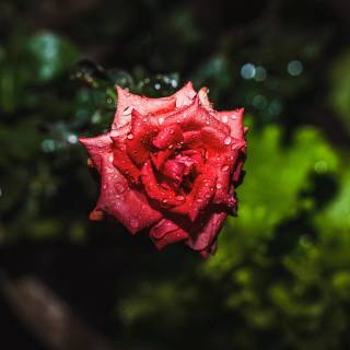 Red flower 4k wallpaper