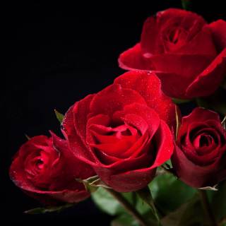 Red flower 4k wallpaper