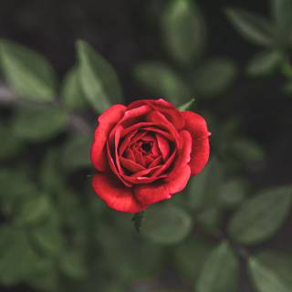 Red flower 4k wallpaper