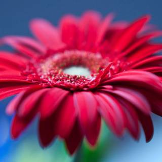 Red flower 4k wallpaper