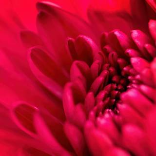 Red flower 4k wallpaper