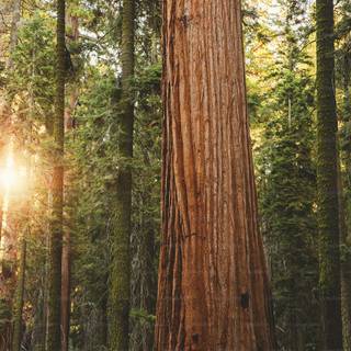 Sequoia 4k wallpaper