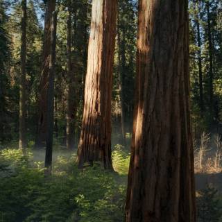 Sequoia 4k wallpaper