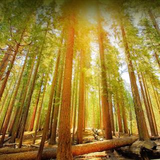 Sequoia 4k wallpaper