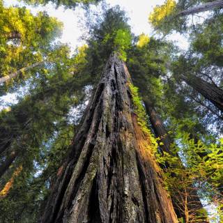 Sequoia 4k wallpaper