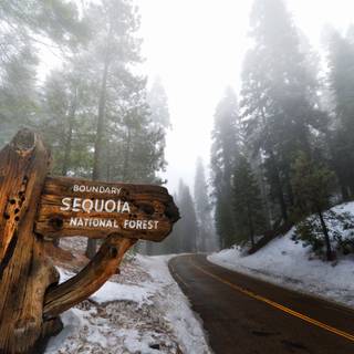 Sequoia 4k wallpaper