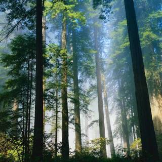 Sequoia 4k wallpaper