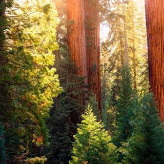 Sequoia National Park autumn wallpaper