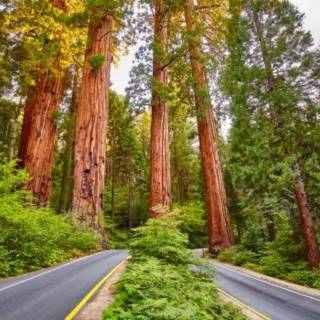 Sequoia 4k wallpaper