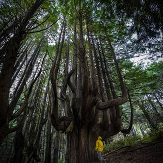 Sequoia 4k wallpaper