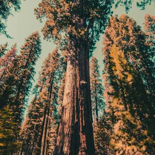 Sequoia 4k wallpaper