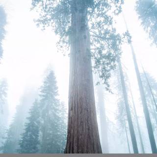 Sequoia 4k wallpaper