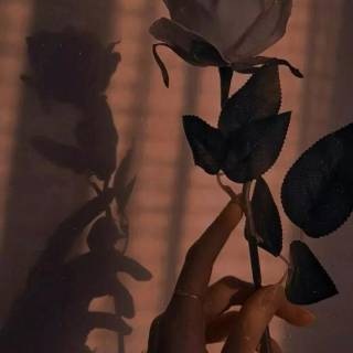 Hand holding phone wallpaper