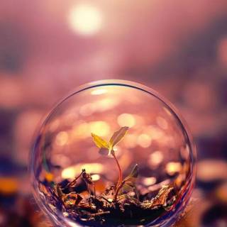 iPhone beauty wallpaper