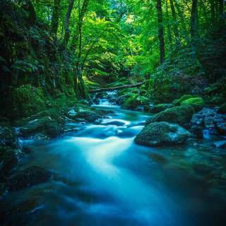 Phone river wallpaper