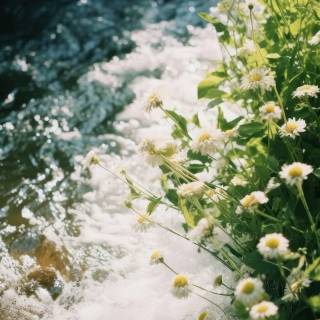 Phone river wallpaper