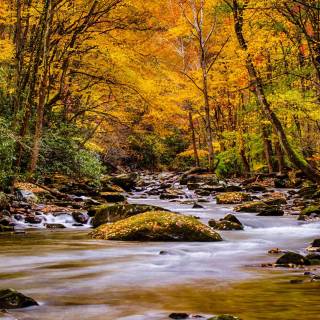 Phone river wallpaper