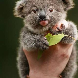Koala phone wallpaper