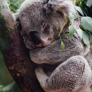 Koala phone wallpaper