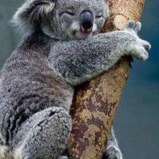 Koala phone wallpaper
