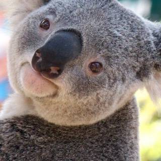 Koala phone wallpaper