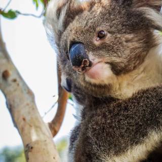 Koala phone wallpaper