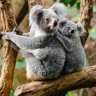 Koala phone wallpaper