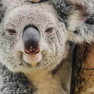 Koala phone wallpaper